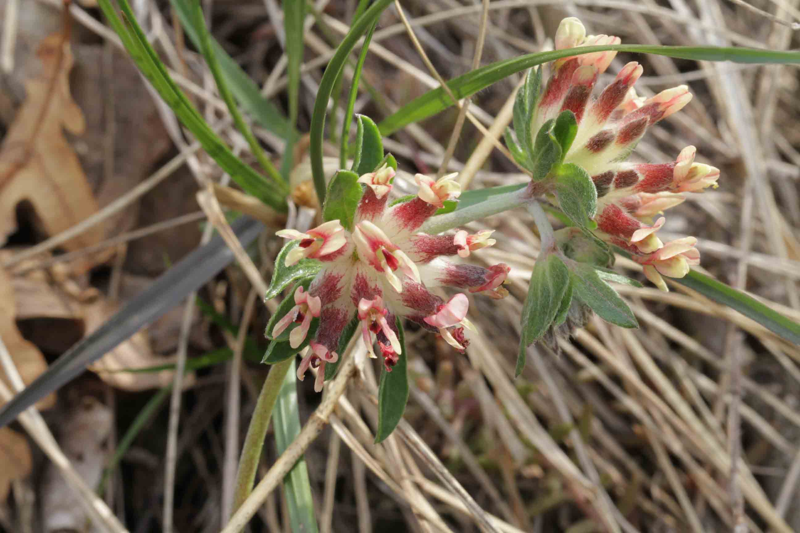 Anthyllis vulneraria / Vulneraria comune